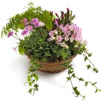 Potted flower home delivery