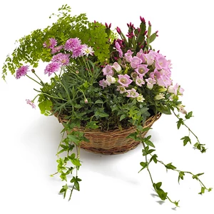 Potted flower home delivery