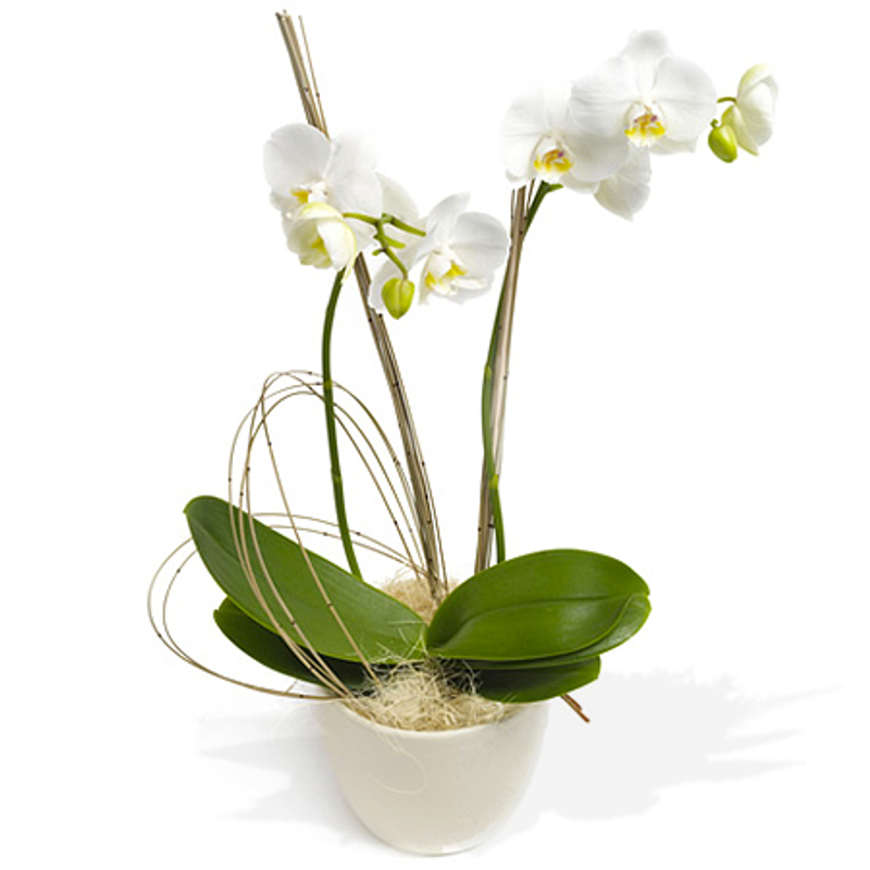 Cserepes orchidea küldés