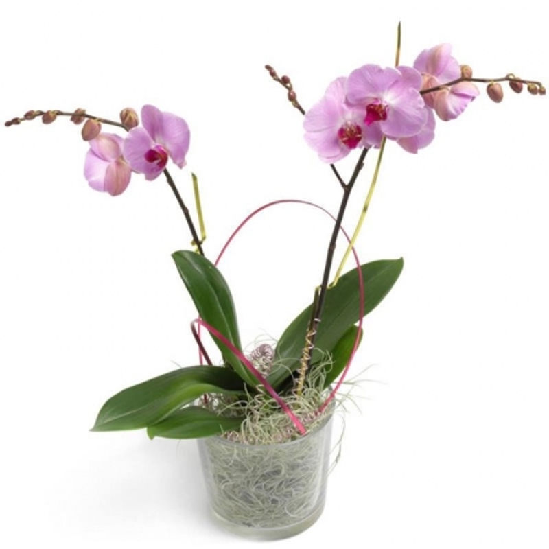 Cserepes-orchidea-viragkuldes