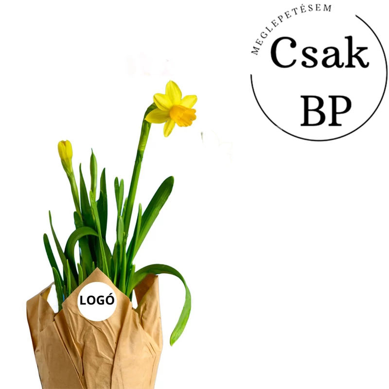 Narcissus