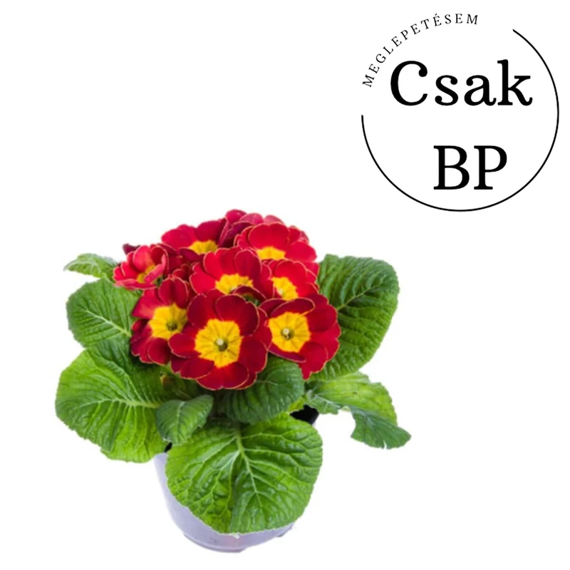 Cégeknek nőnara