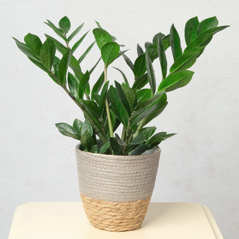 Virágküldés Budapest